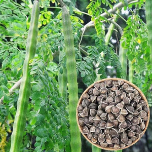 Malunggay / Moringa Seeds 10 Seeds