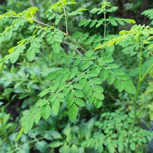 Malunggay / Moringa Seeds 10 Seeds