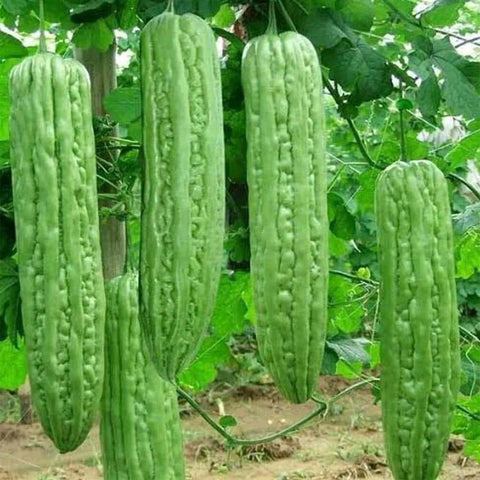 Image of Asian Pinoy Seeds Collections Kalabasa 5pcs, Ampalaya 5pcs, Okra 10pcs, Sitaw 20pcs, Talong 20pcs