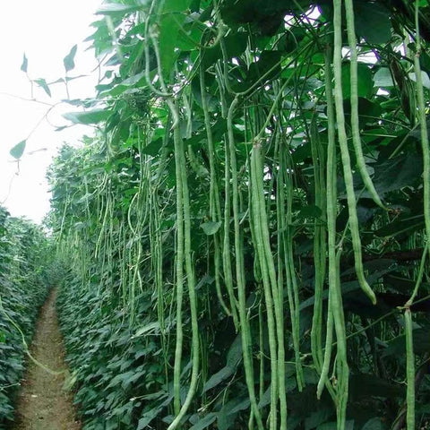 Image of 20pcs Sitaw Seeds / Asian Yard Long String beans